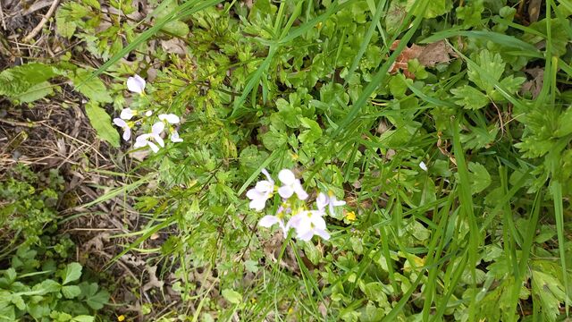 Cardamine
