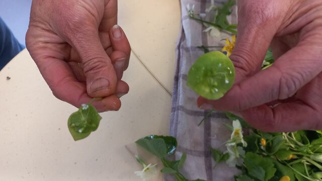 claytonie perfoliée