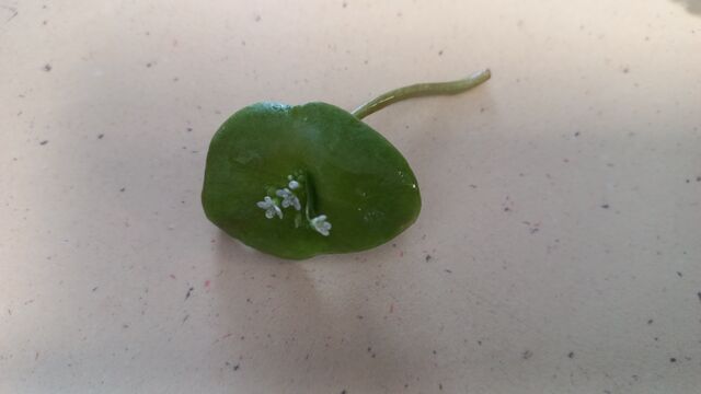 claytonie perfoliée