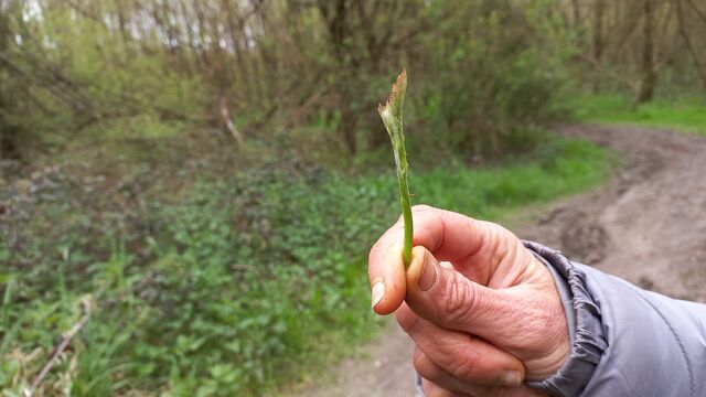 Jeune pousse de ronce