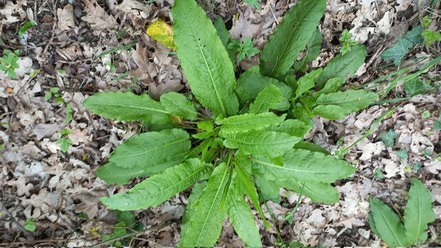 Rumex des bois