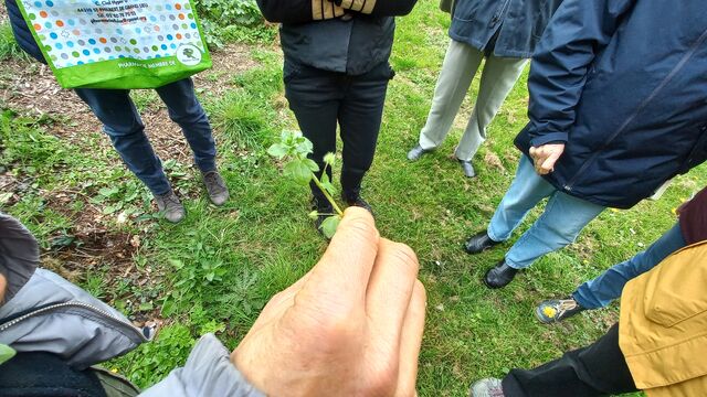 Véronique à feuilles de lierre