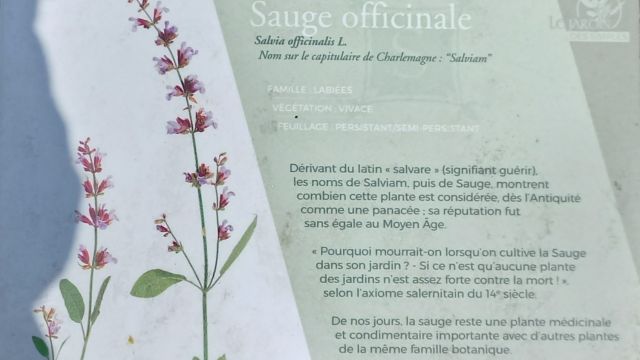 Sauge officinale