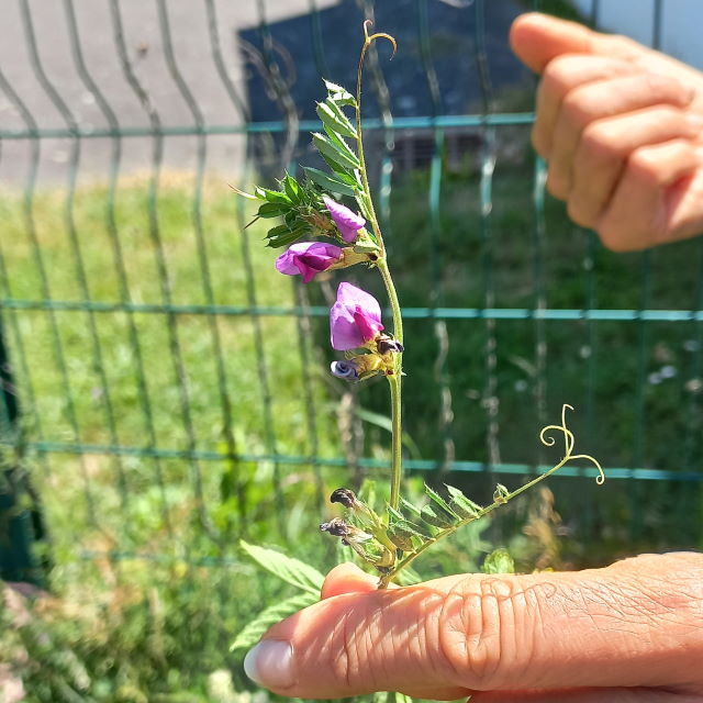 Vesce cultivée