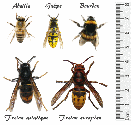 comparaison entre abeilles guêpes bourdons et frelons