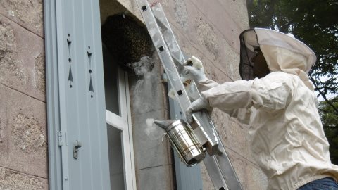 essaim entre fenêtre et volet