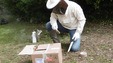 mise en carton de l'essaim