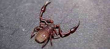 pseudoscorpion