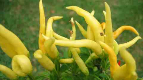 piments du jardin