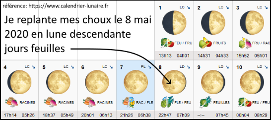 date de plantation des choux