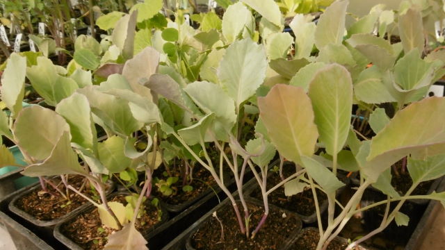 Oh! les beaux plants de choux!