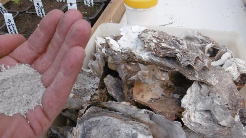 coquilles d'huîtres