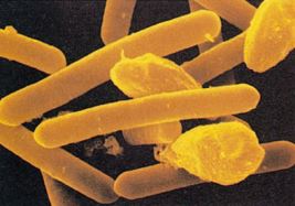 Clostridium_Botulinum