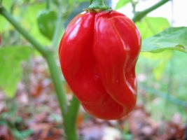 piment antillais, photocentre A.Barbier