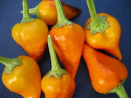 piment calypso, photocentre A.Barbier