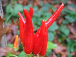 piment chili chili, photocentre A.Barbier
