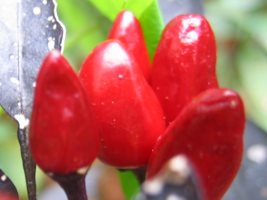 piment explosive ember, photocentre A.Barbier