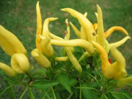 piment medusa, photocentre A.Barbier