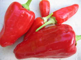 piment rusalka, photocentre A.Barbier