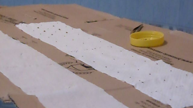 bandes de graines en préparation