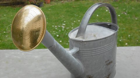 pomme spécial semis