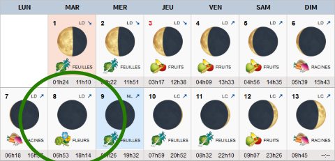 semer les fleurs s'associant bien avec les tomates
