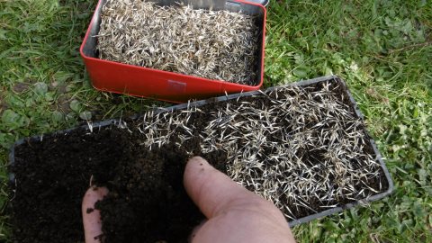 semis d'oeillets d'inde