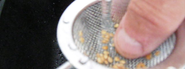 récupérer les graines de tomate