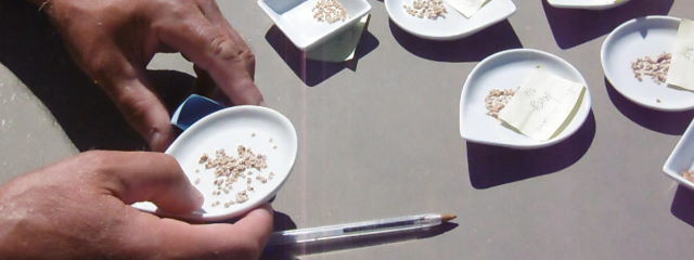 récupérer les graines de tomate