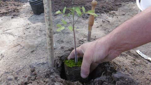 mise en place du pied de tomate