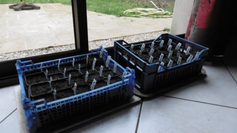 semis près d'une fenêtre