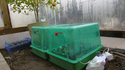 en serres chauffées