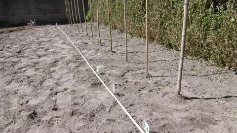 mise en place des tuteurs