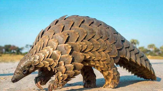 Pangolin